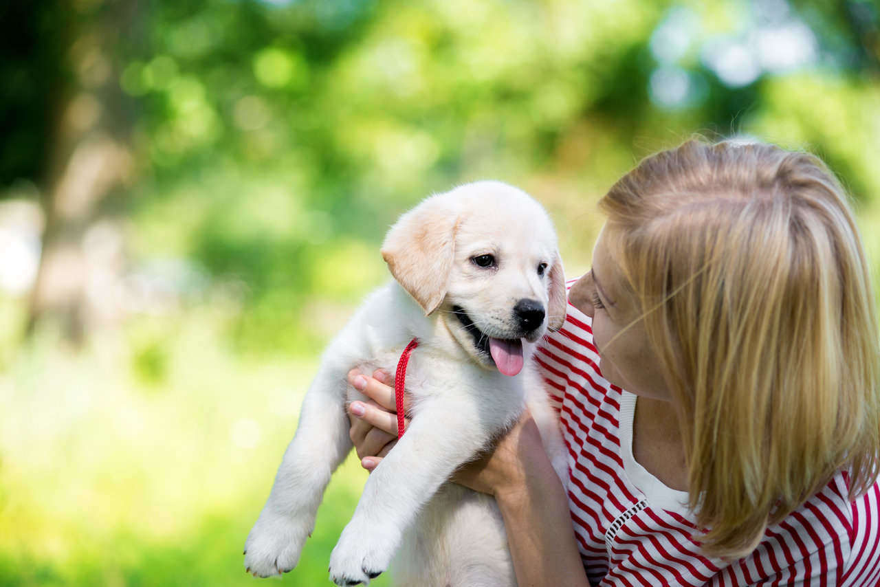 puppy training 4