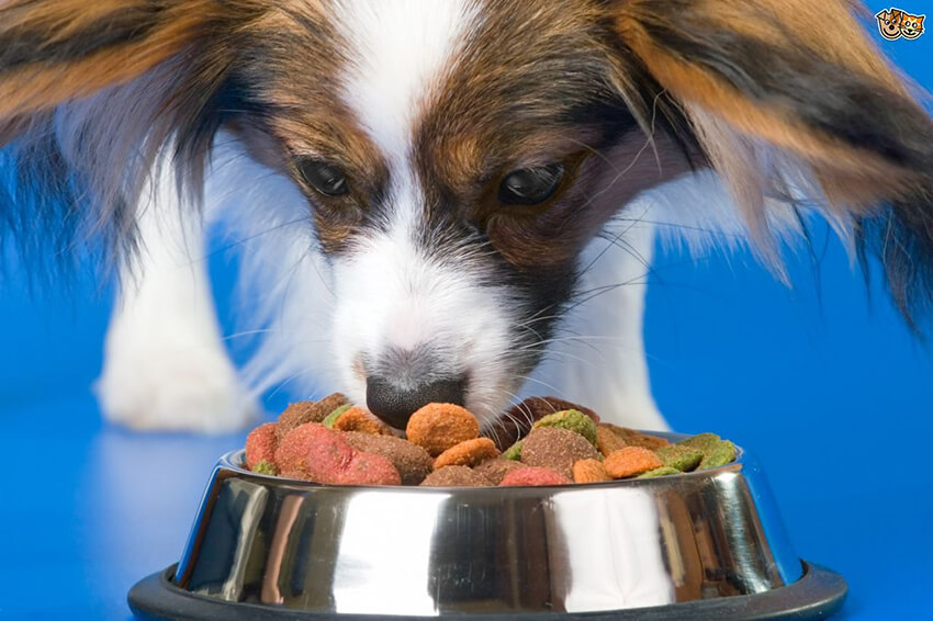 diet food for pets