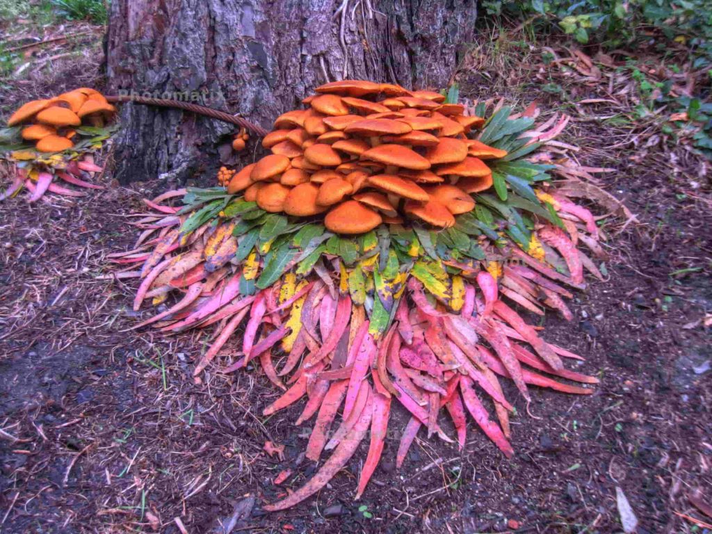 Andy Goldsworthy Art