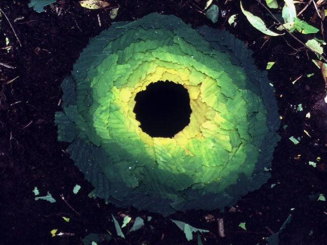 Andy Goldsworthy's intricate land art creation with vibrant green leaves.