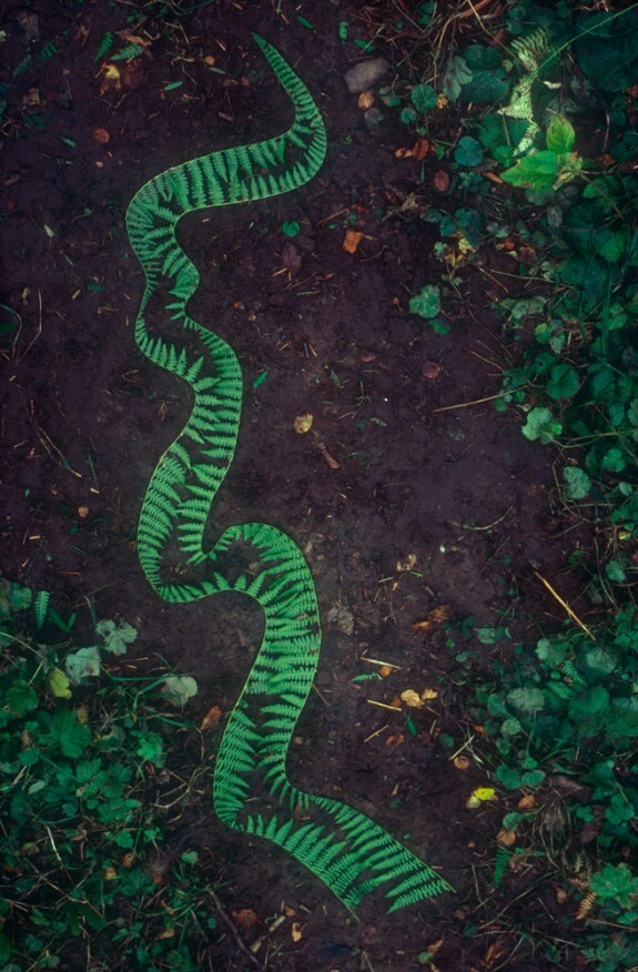 Andy Goldsworthy's land art in Cumbria - a winding snake-like arrangement of bracken and green leaves.