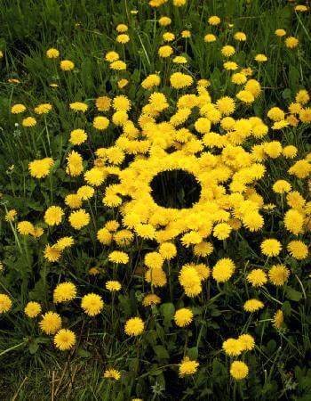 Land art by nature artist Goldsworthy - a circle created with yellow sunflowers.