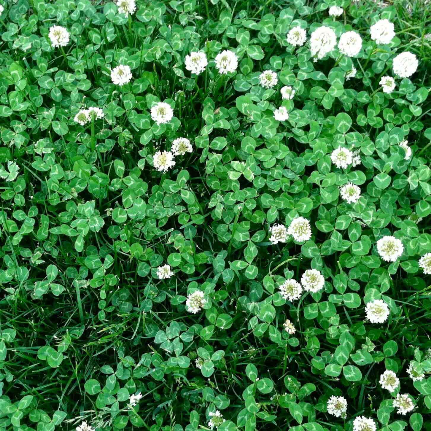 Clover 