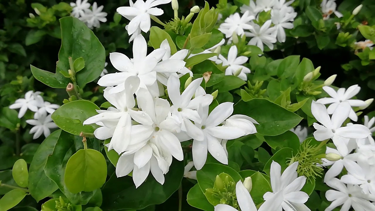 Jasmine