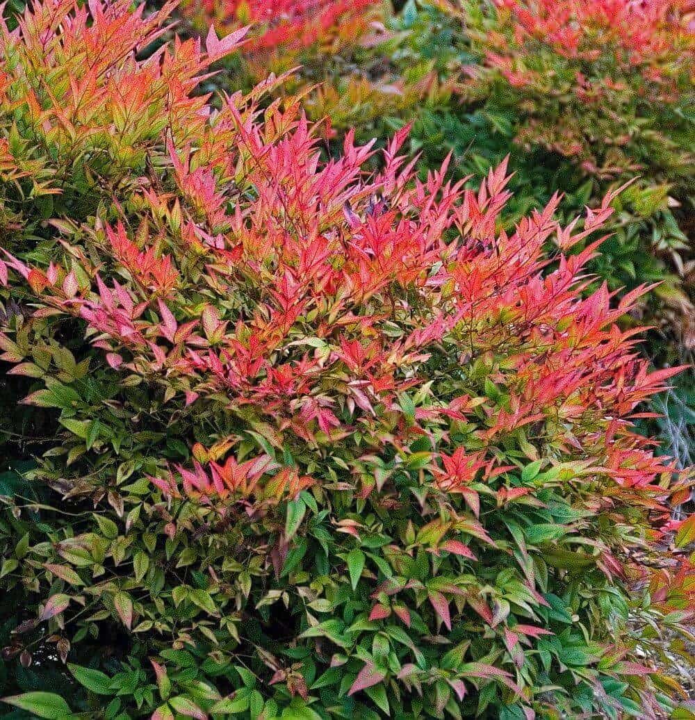 Nandina