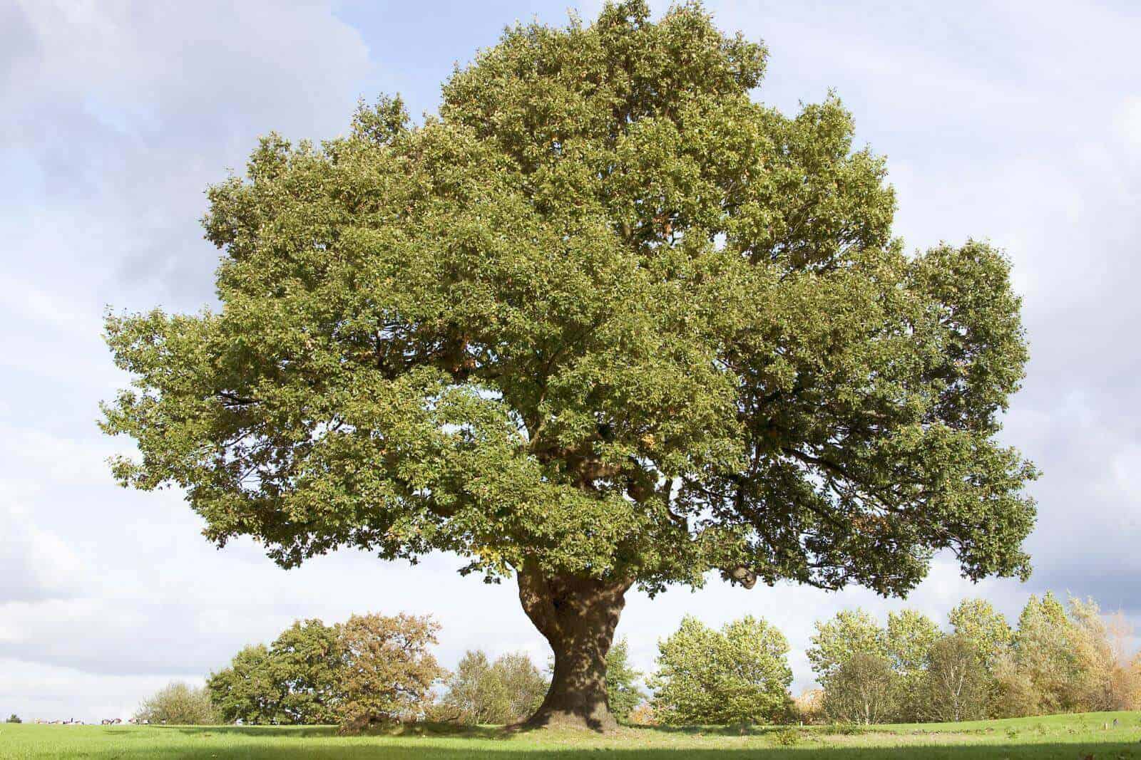 Oak