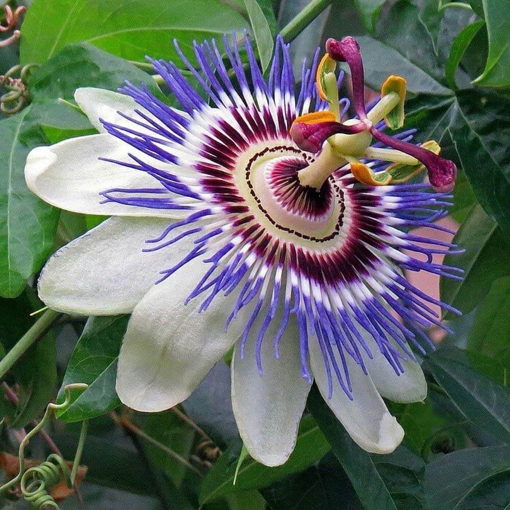 Passion Flower