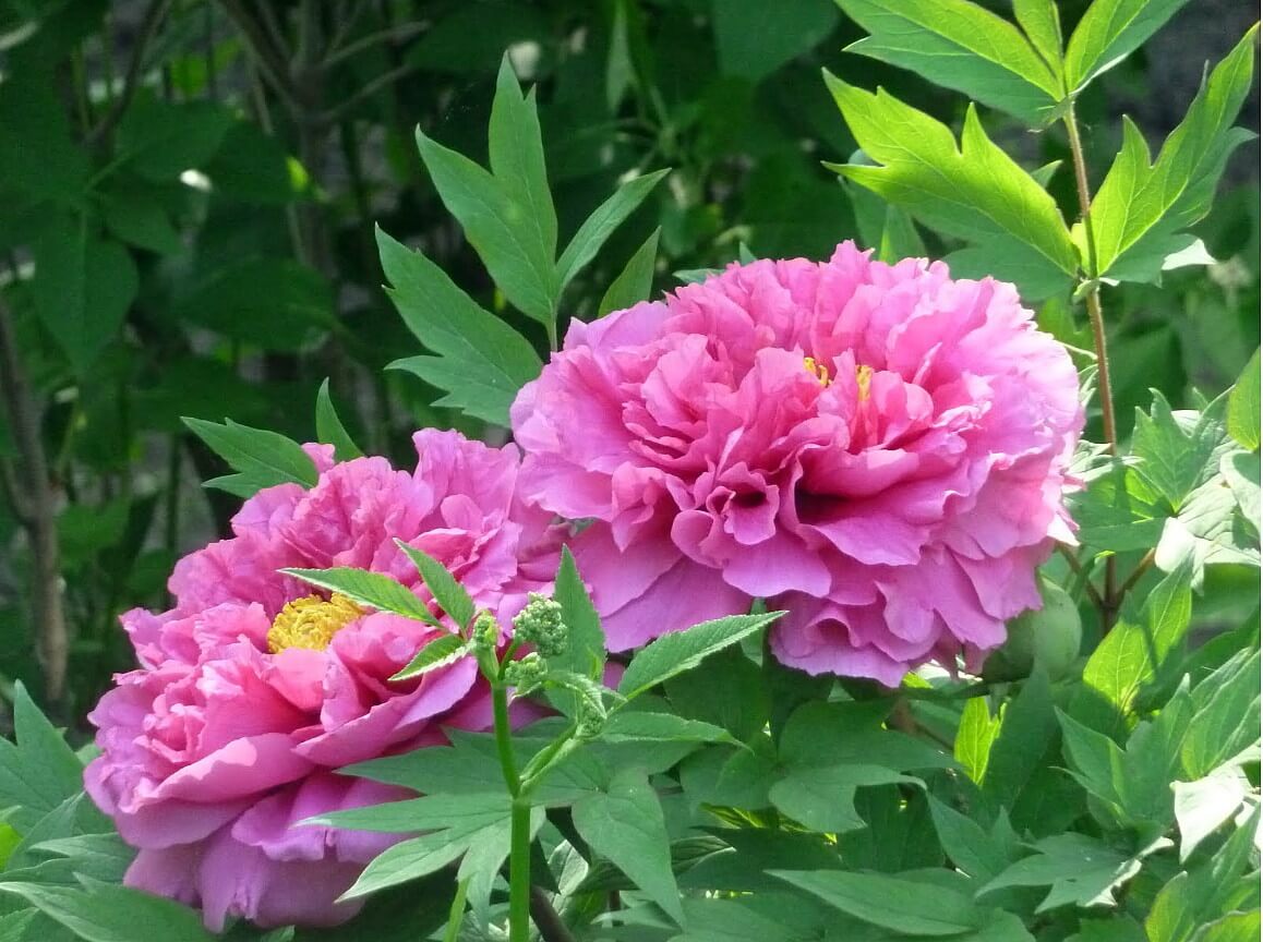 Peony 