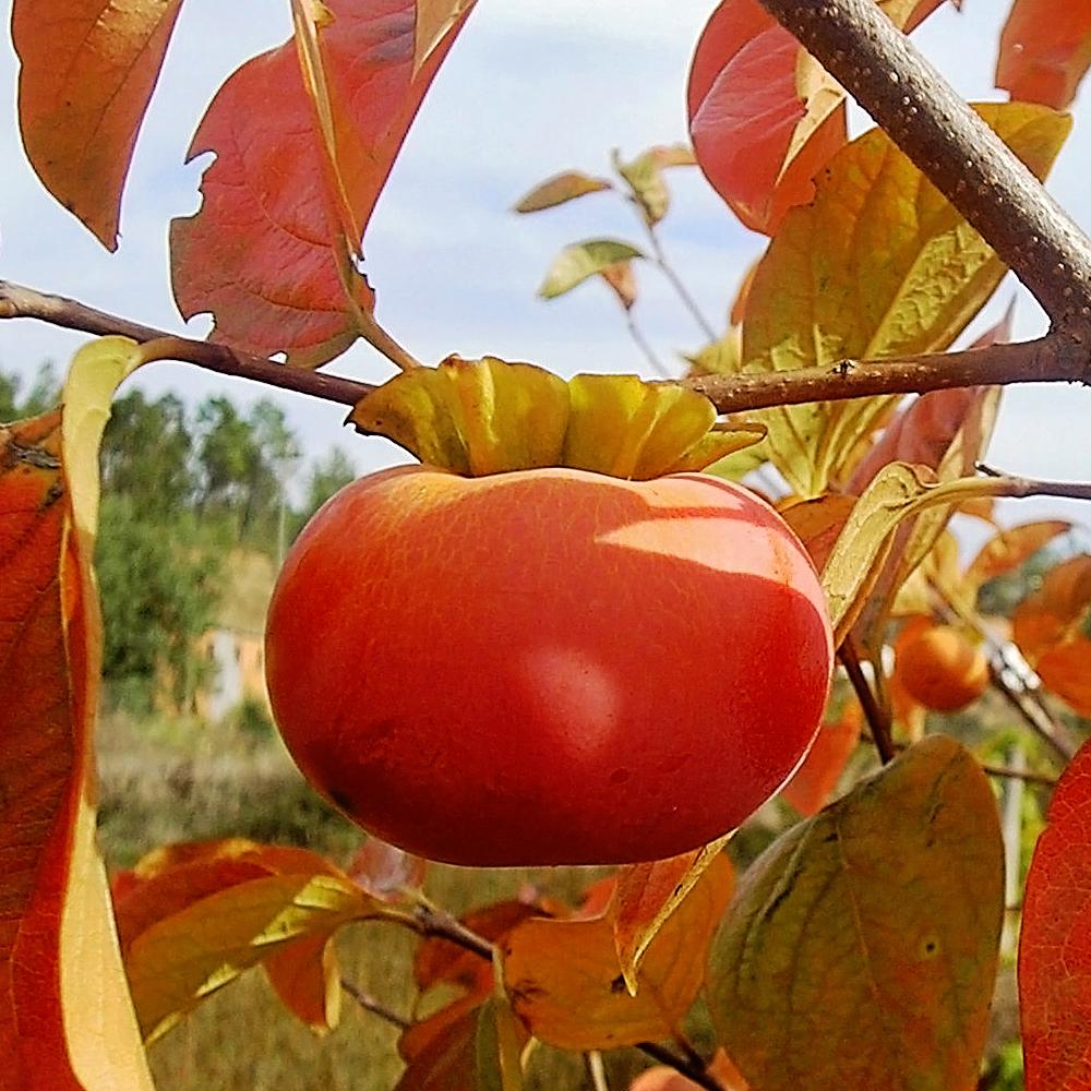 Persimmon