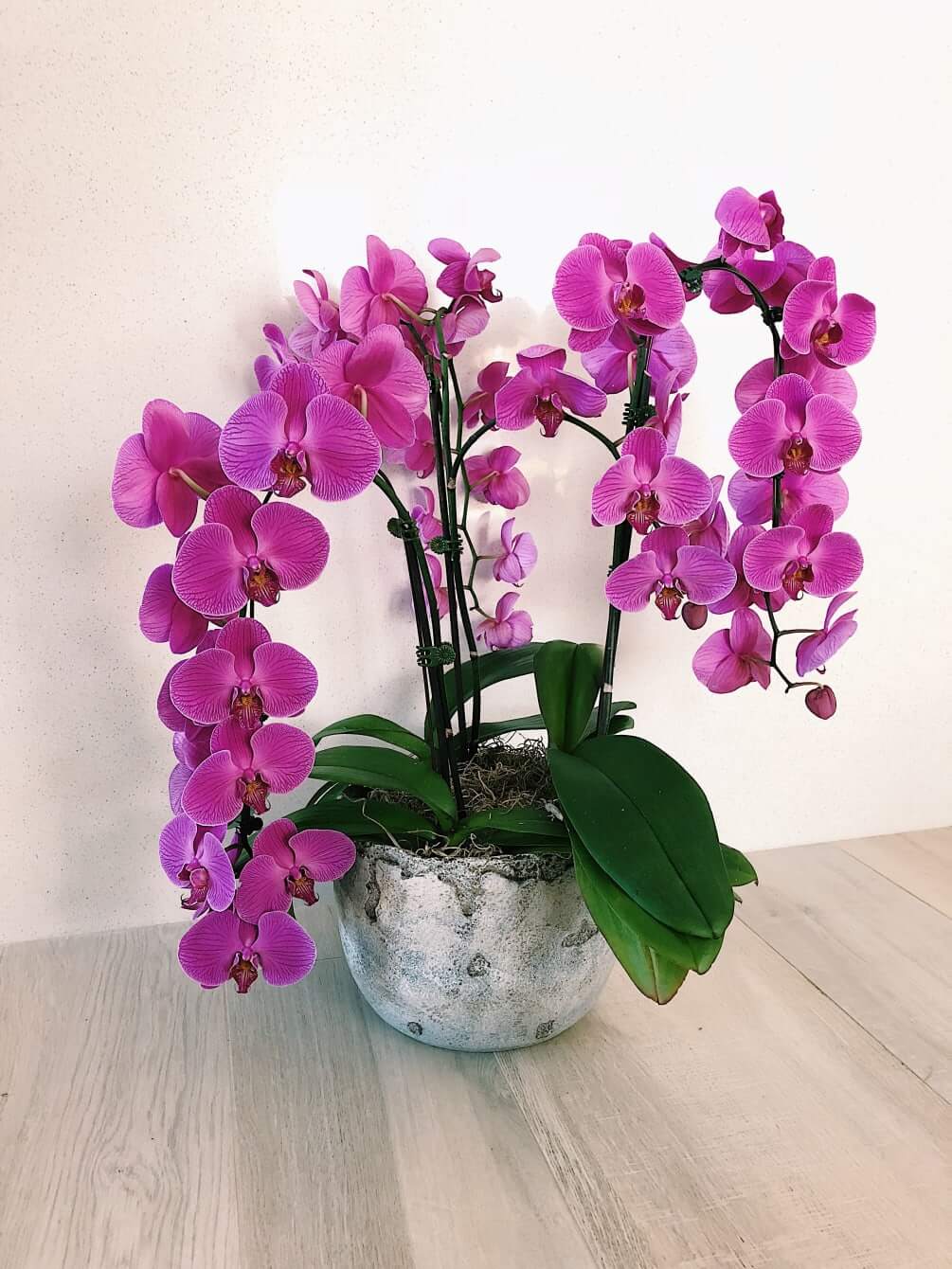 Purple Orchids 