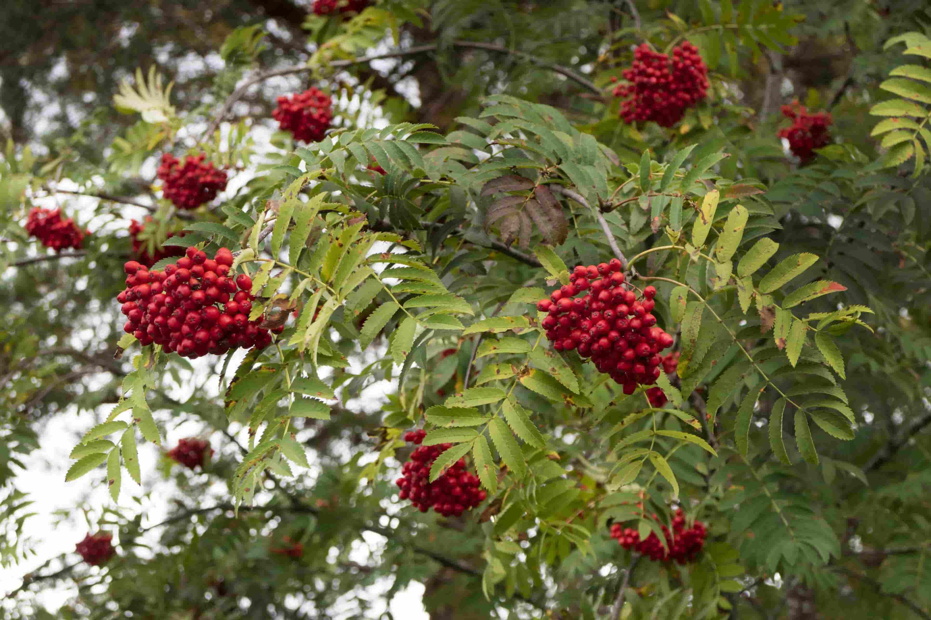 Rowan Tree