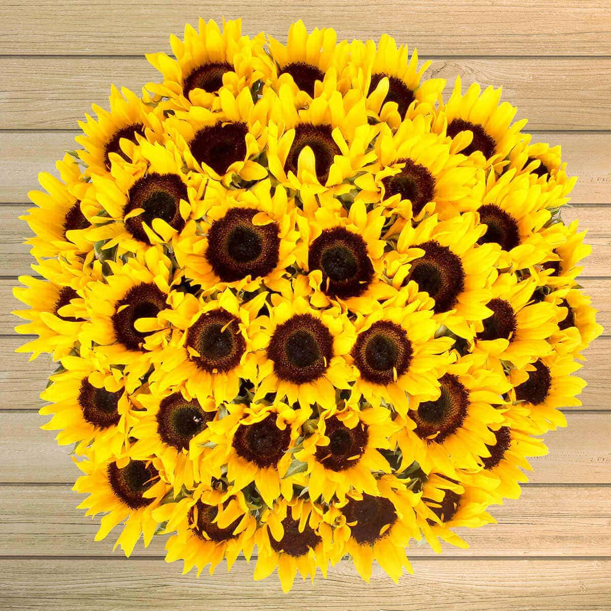 Sunflowers 