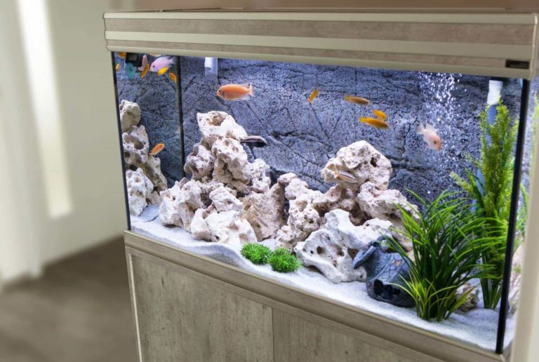 Glass Aquarium Vs Plexiglass Aquarium Which Is for You?