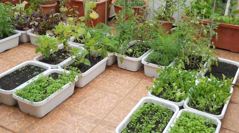 sink garden