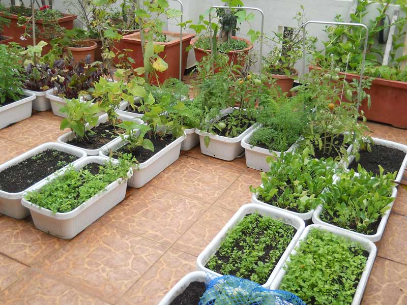 sink garden