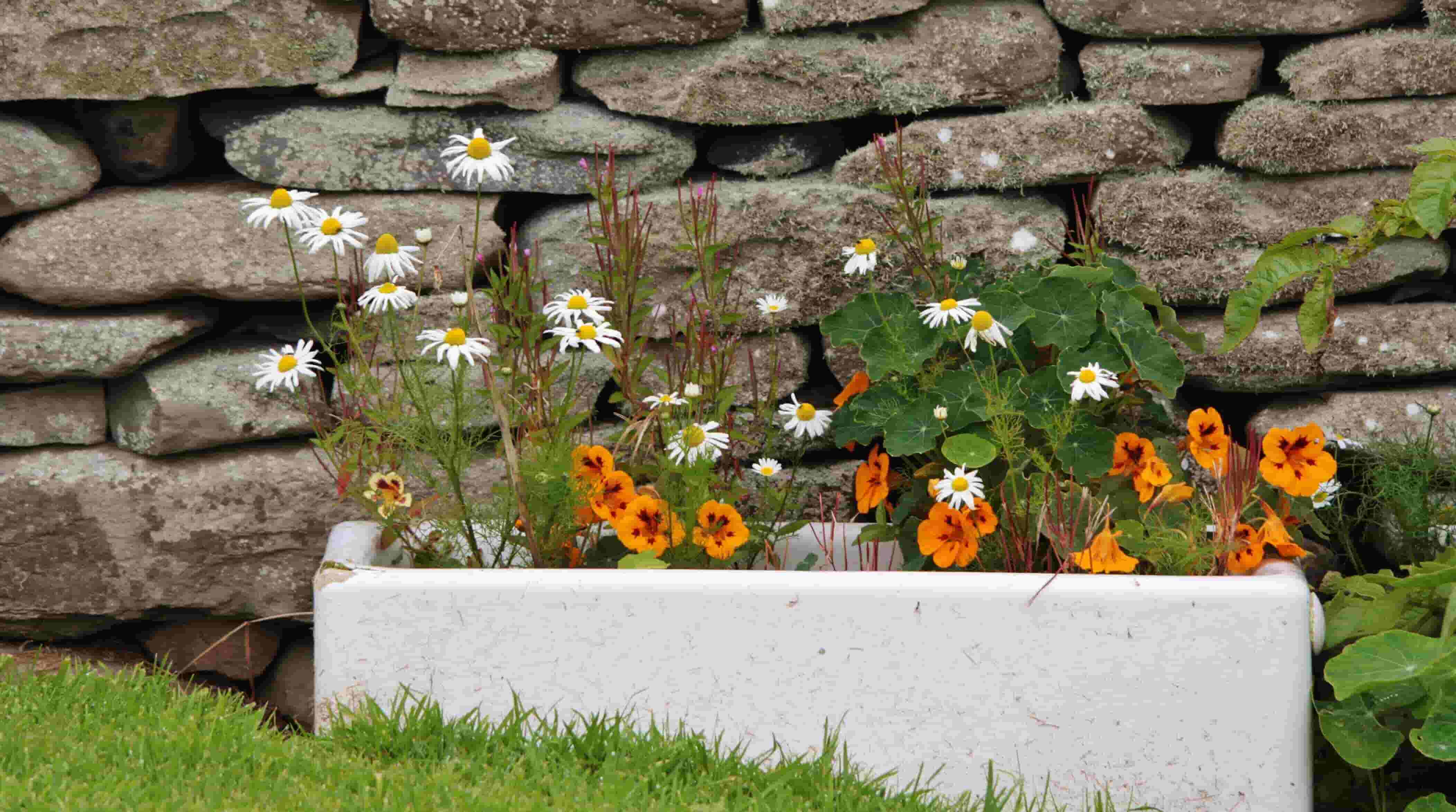 sink garden