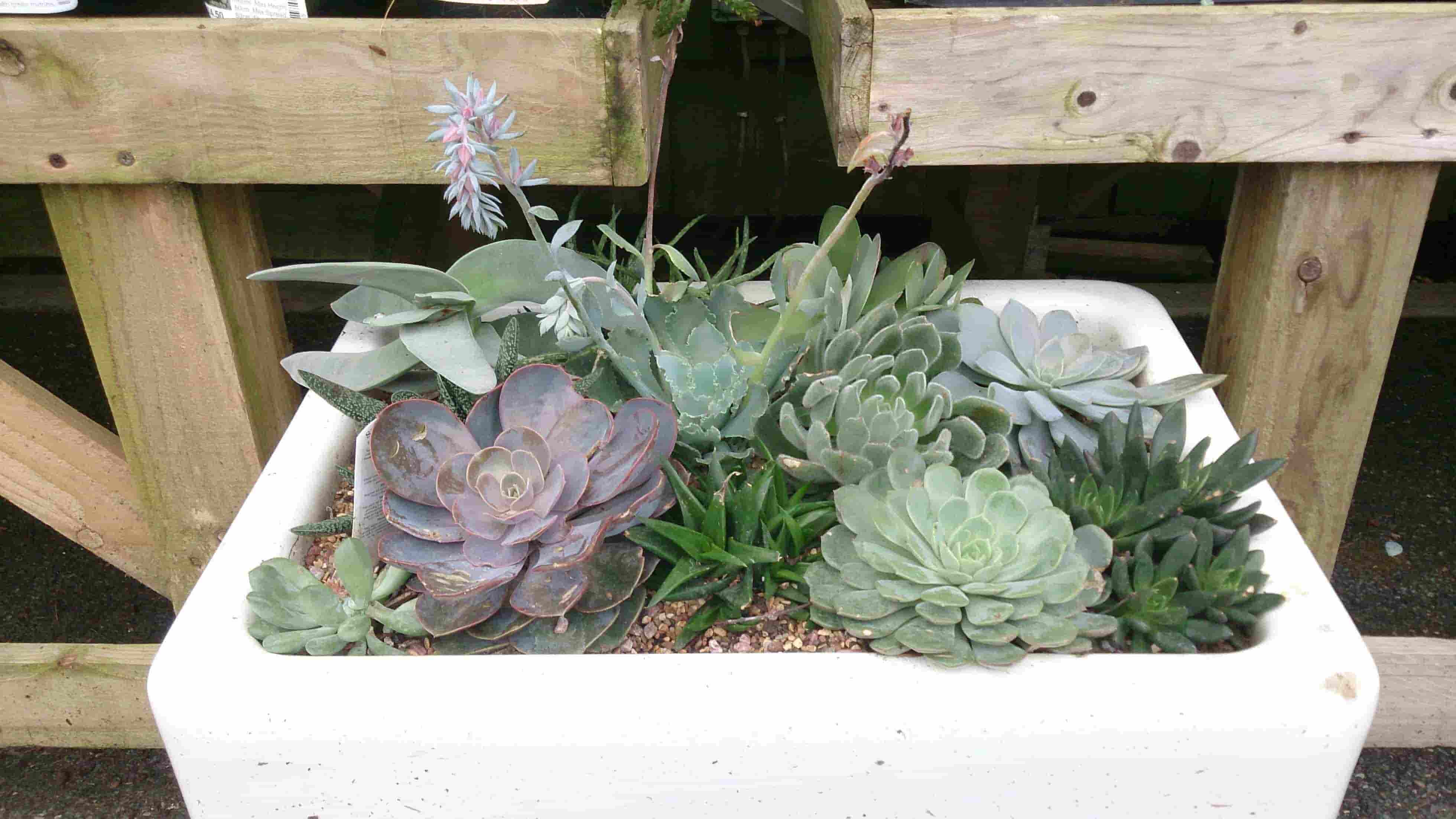 sink garden