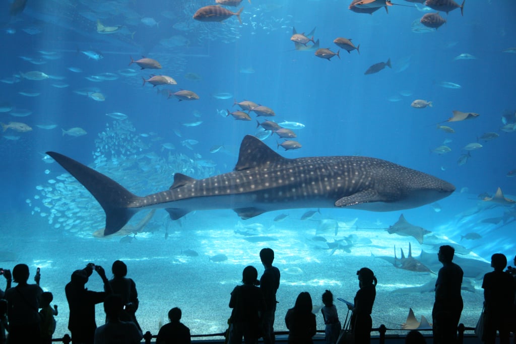 Florida Aquarium