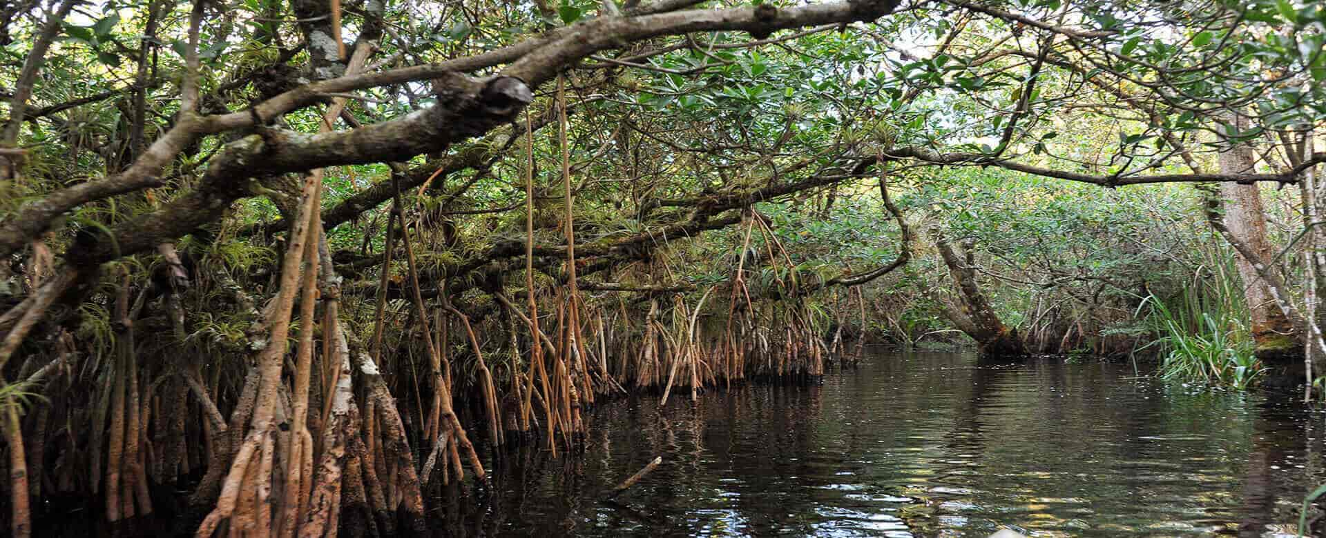 Florida Everglades