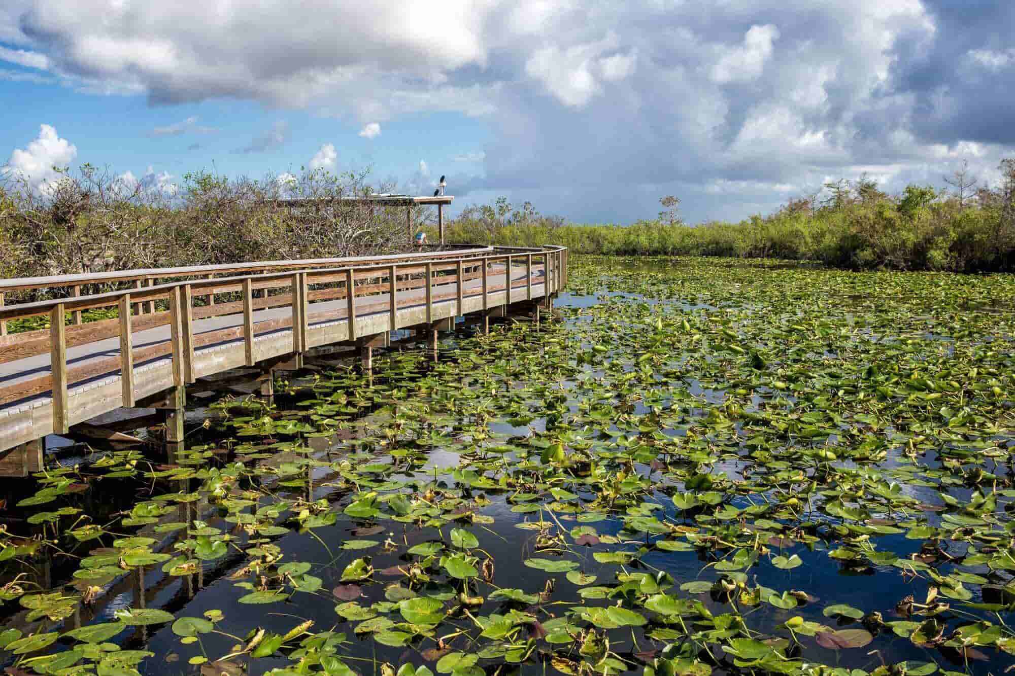 Florida Everglades