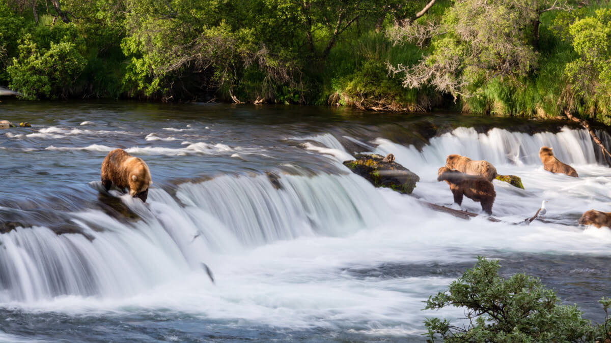 Katmai National Park