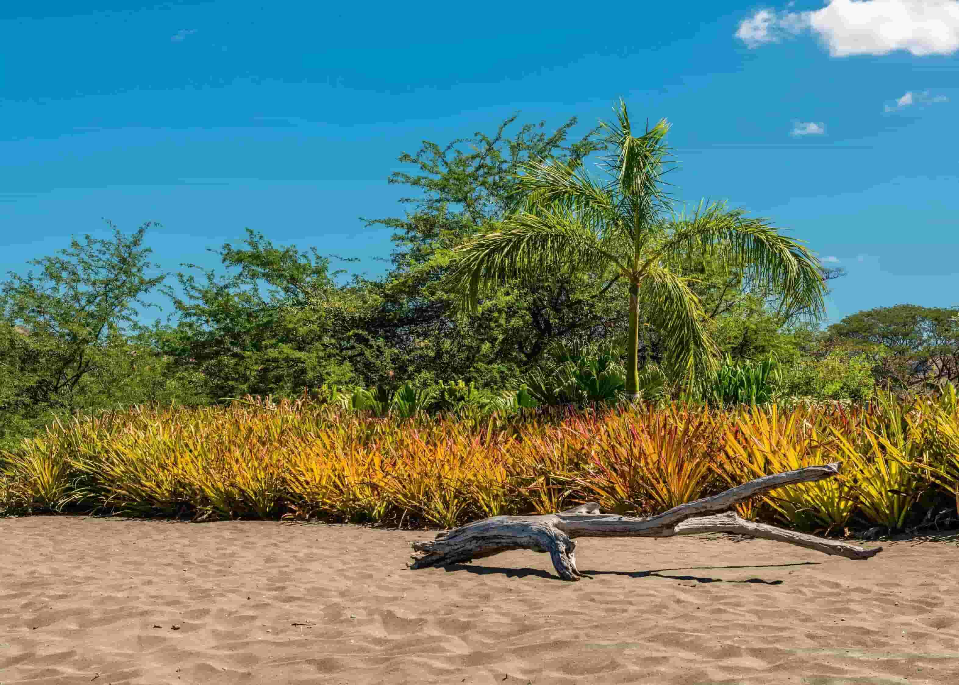 Beautiful Natural park in Guanacaste Province, Costa Rica - Live Enhanced