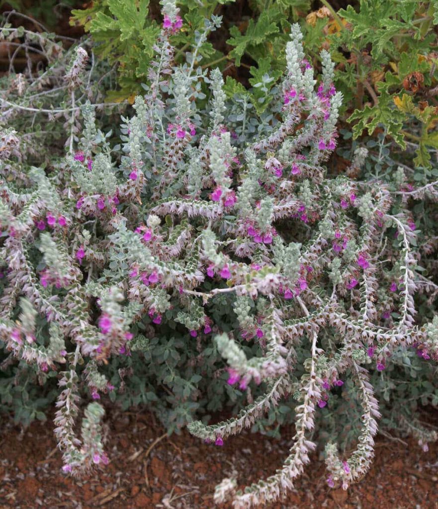 Memorable Beginner’s Guide for Growing Indoor Plant Live Enhanced