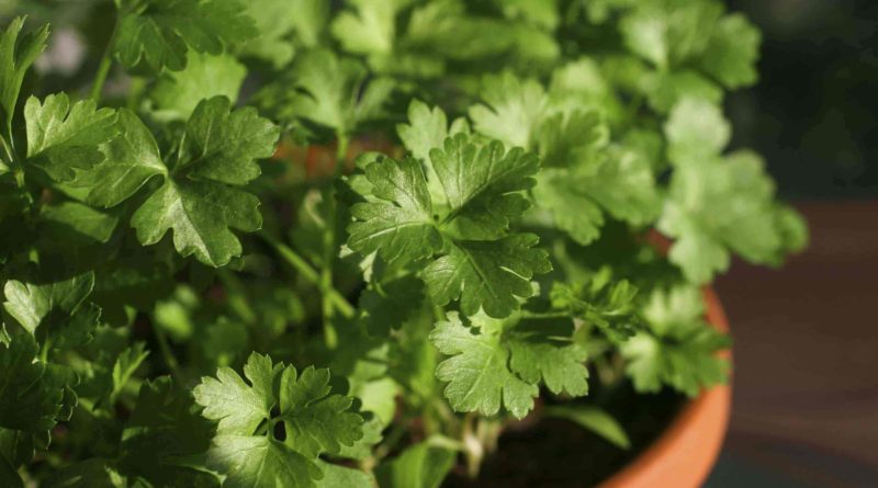 Parsley