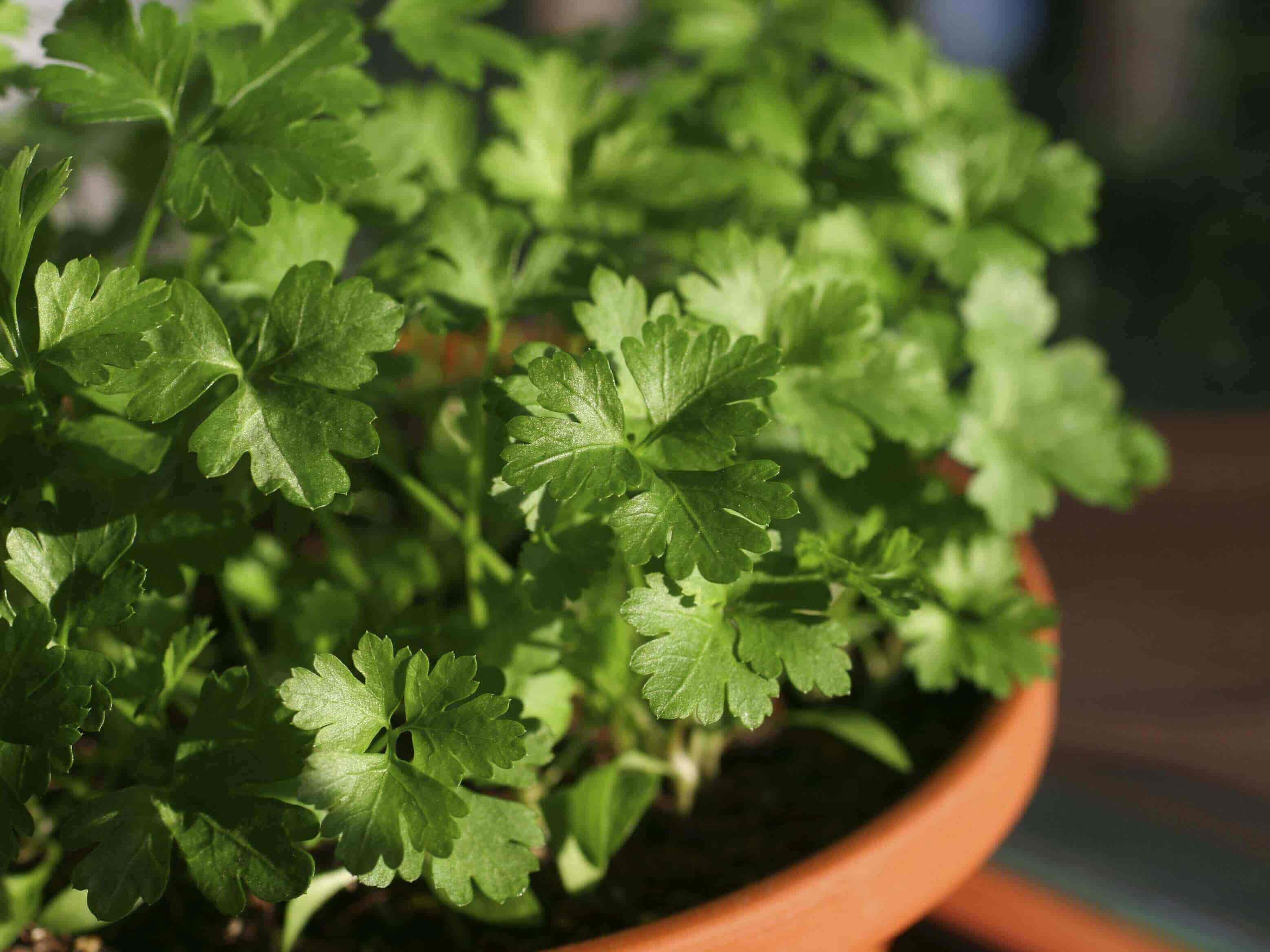 Parsley