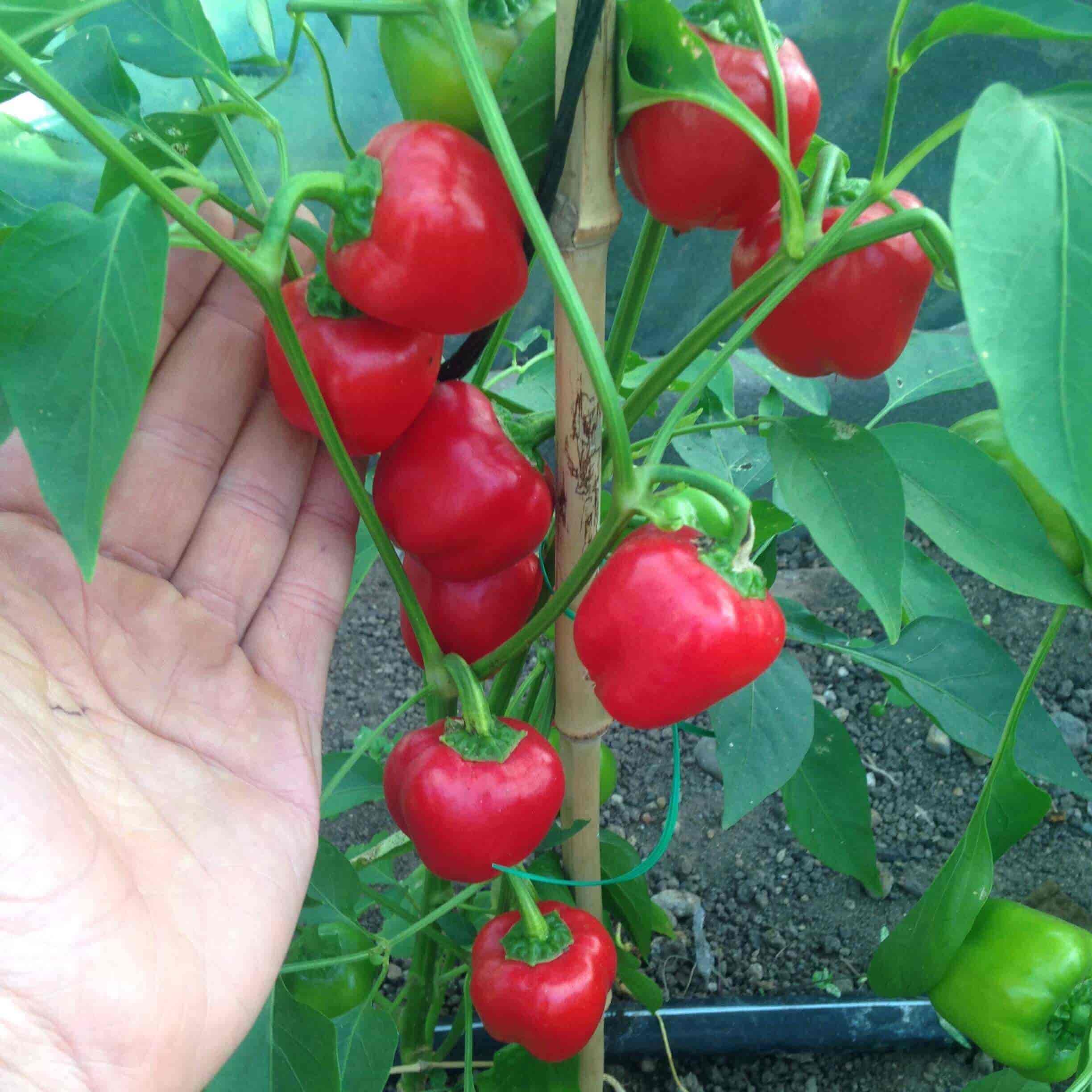 Red Bell Peppers