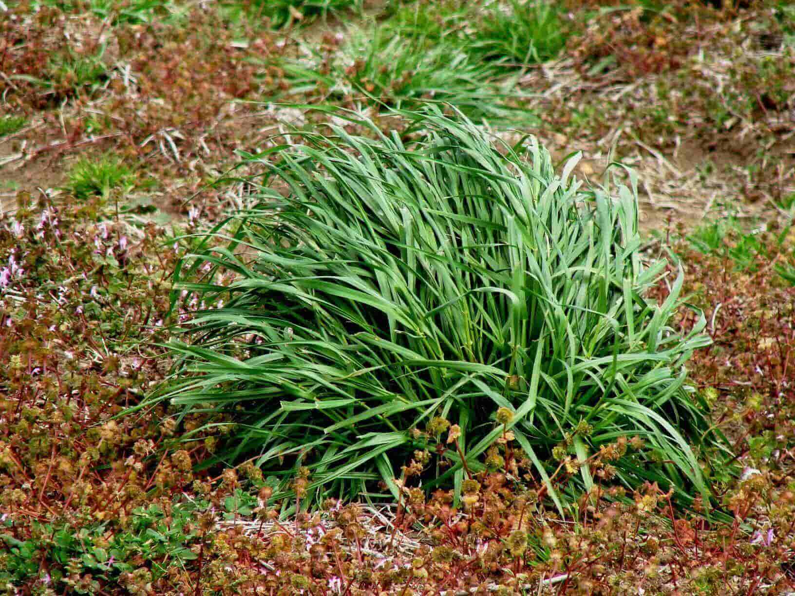 Rye grass