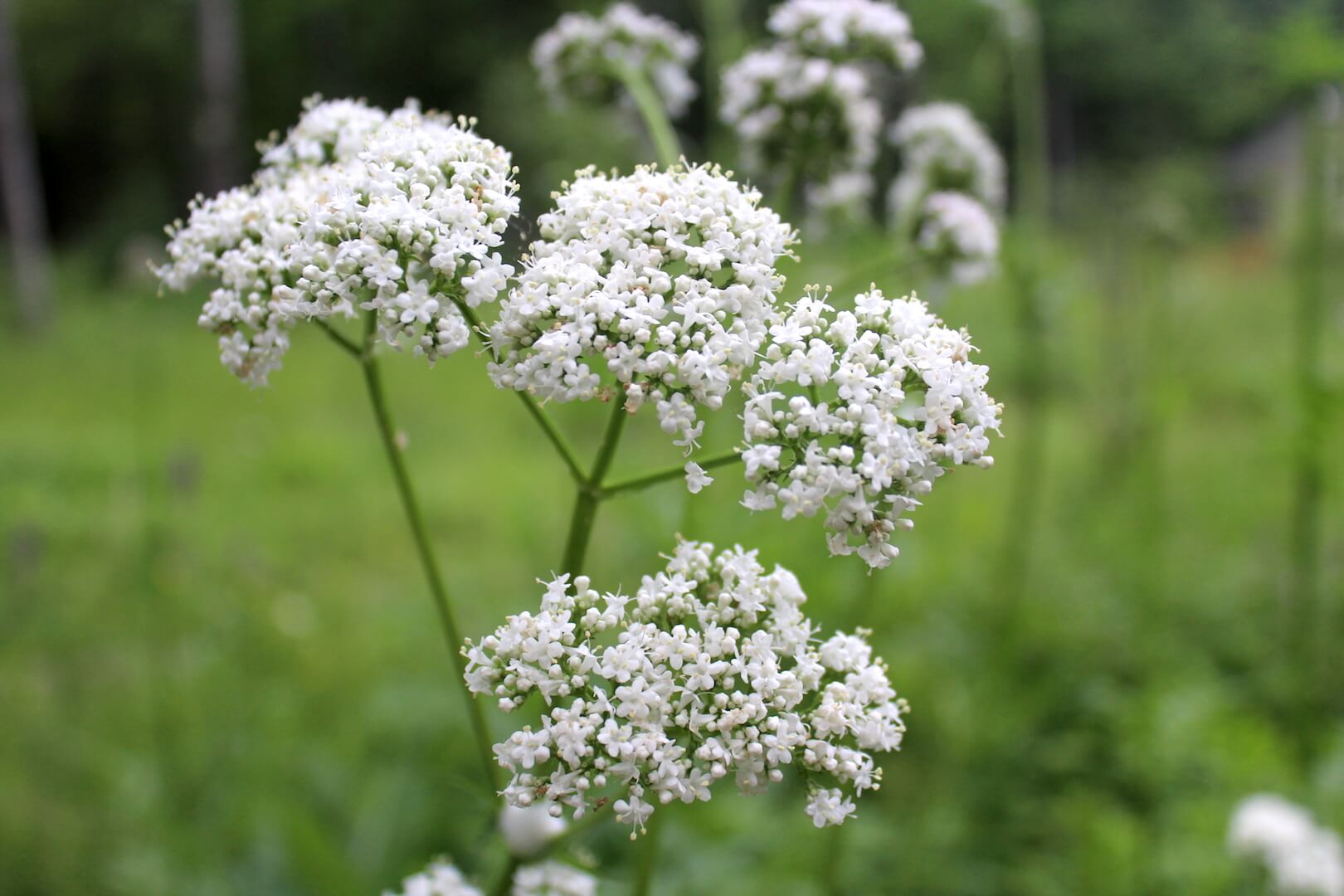 Valerian