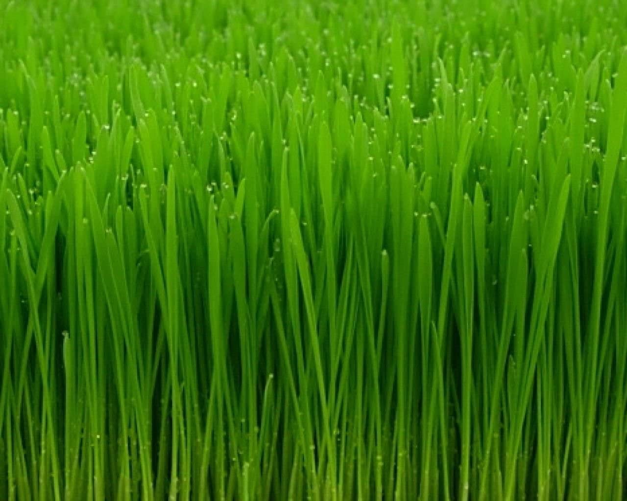 Wheat or oat grass
