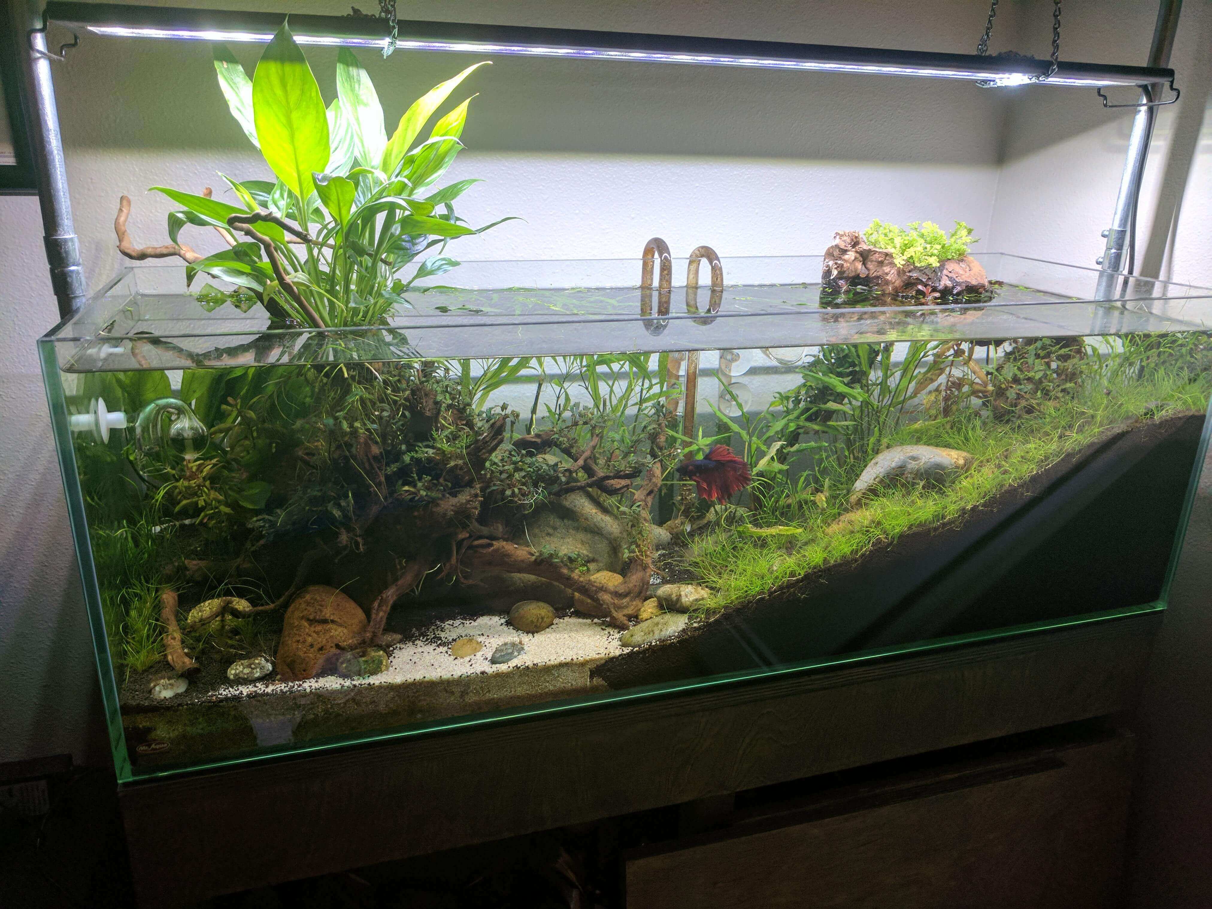 Ideas to Arrange an Aquarium in Home