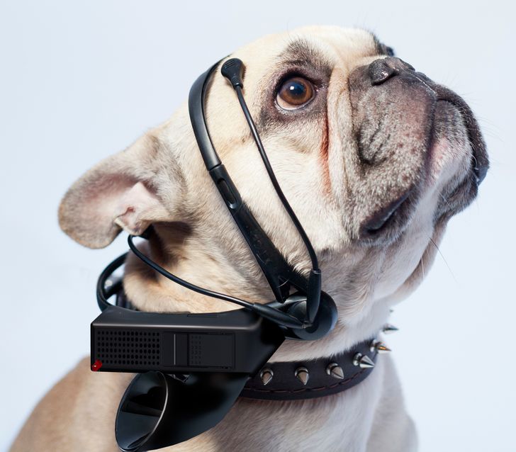 A device that translates animal thoughts into human language