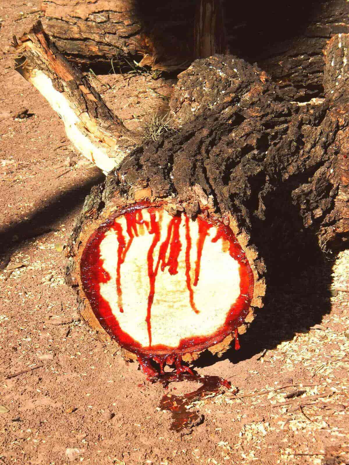 Bloodwood