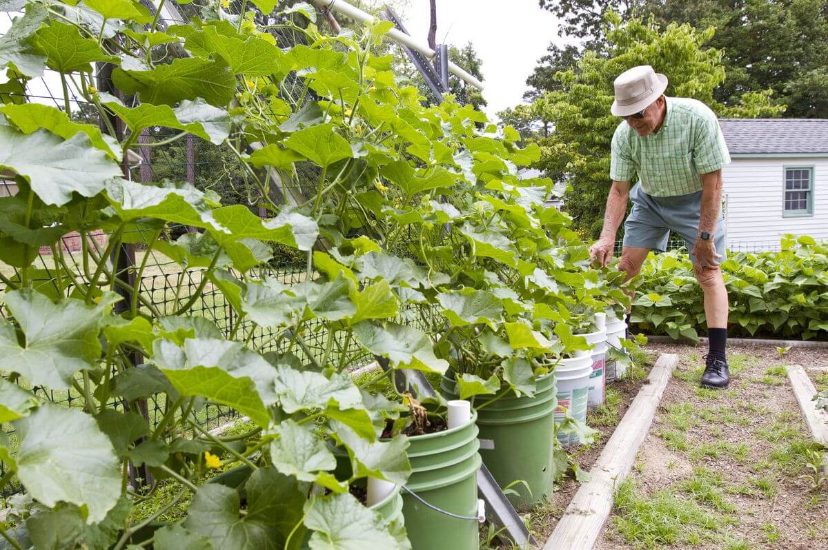 Buckets or Pails planting