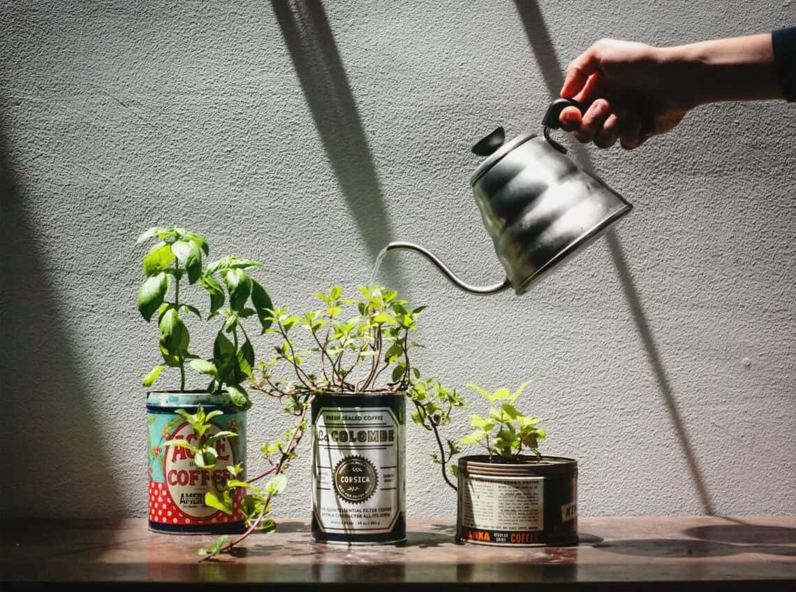 Mint Tins planting