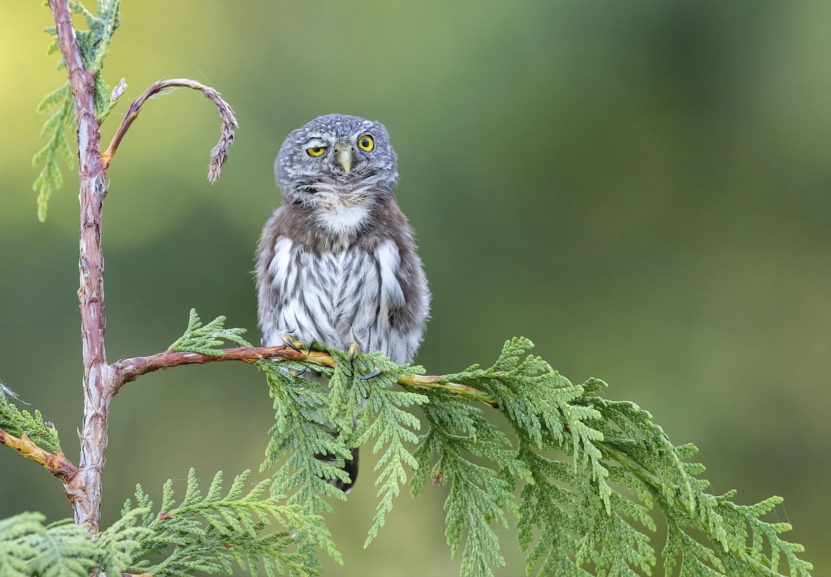 Wildlife Photography