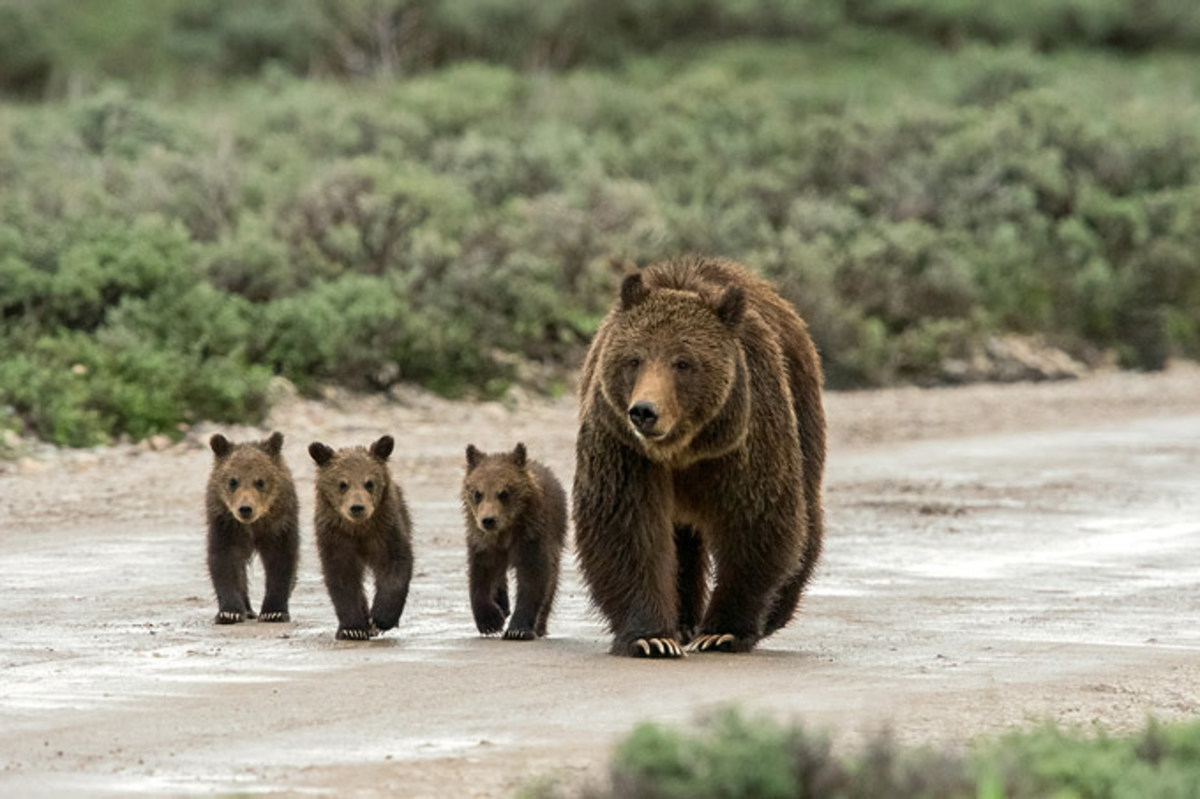 Wildlife Photography