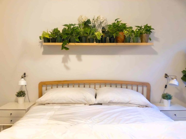 How to Decorate your Bedroom With Plants Live Enhanced