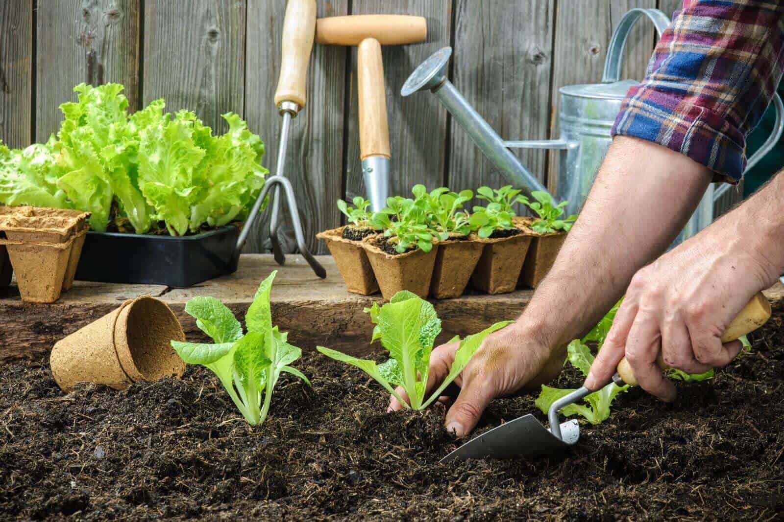 grow vegetable