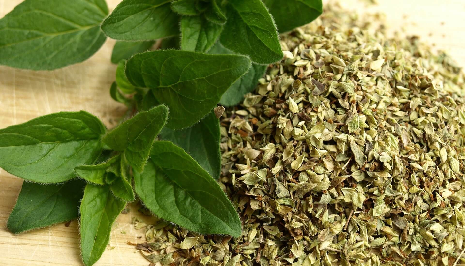 Oregano 