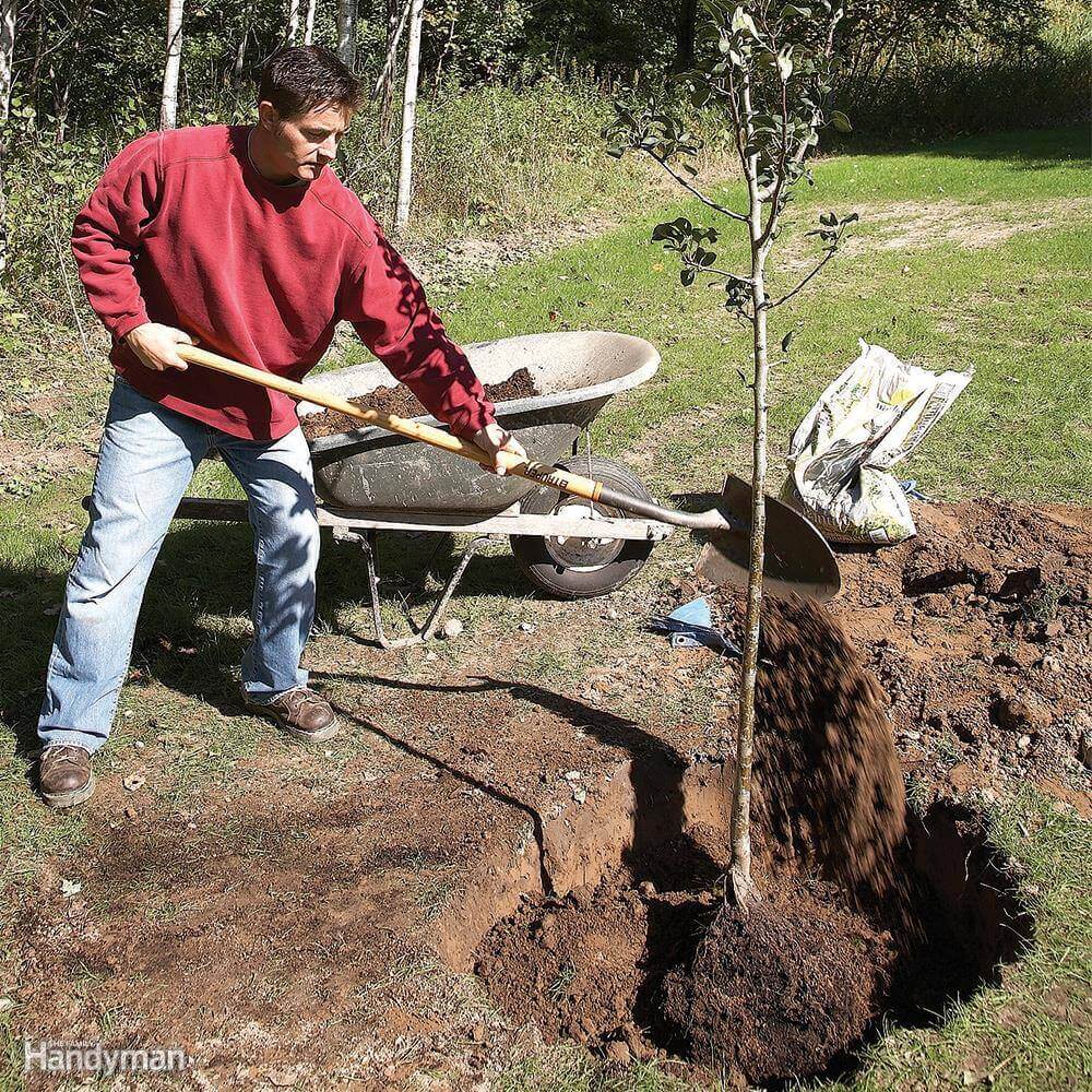 planting tree