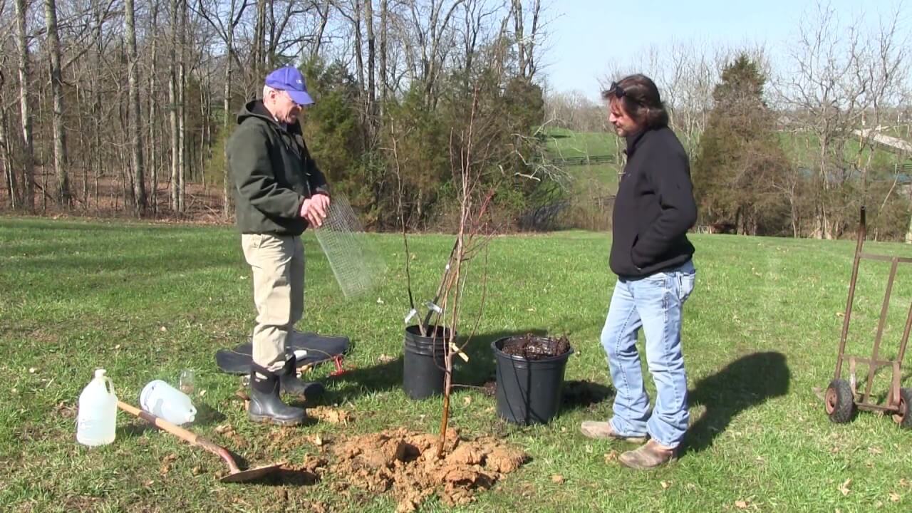 planting tree