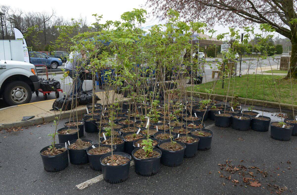 planting tree