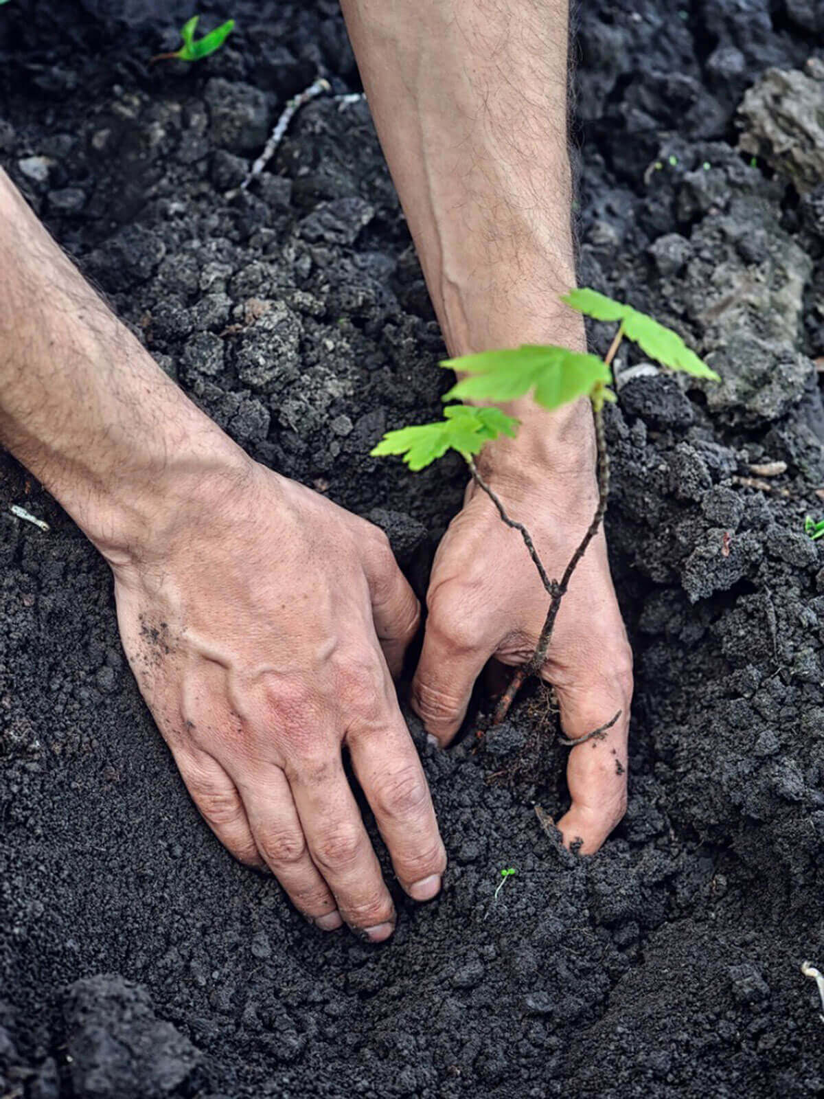 planting tree