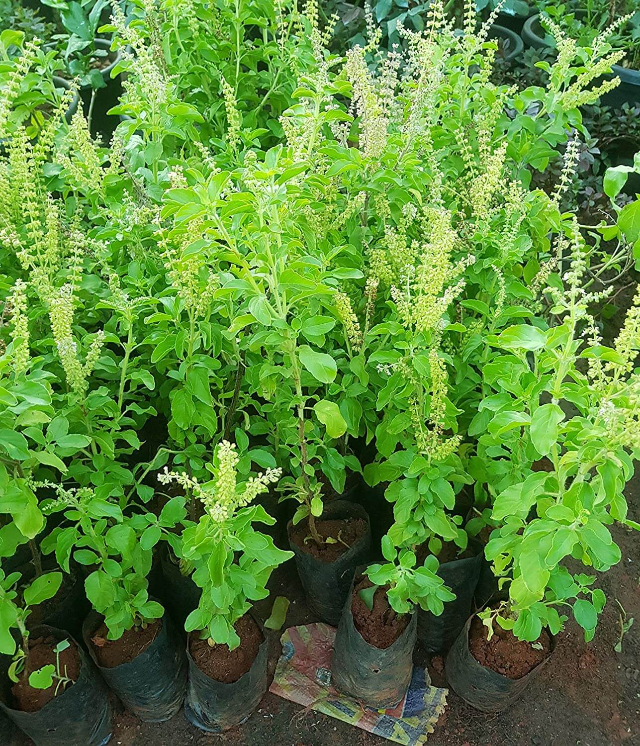 Tulasi