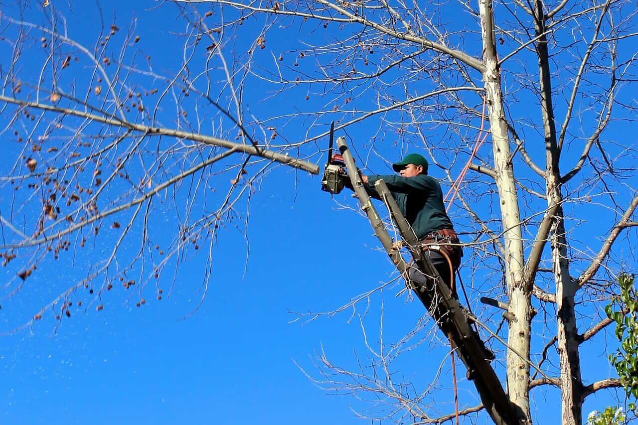 Hiring a Tree Cutting Company