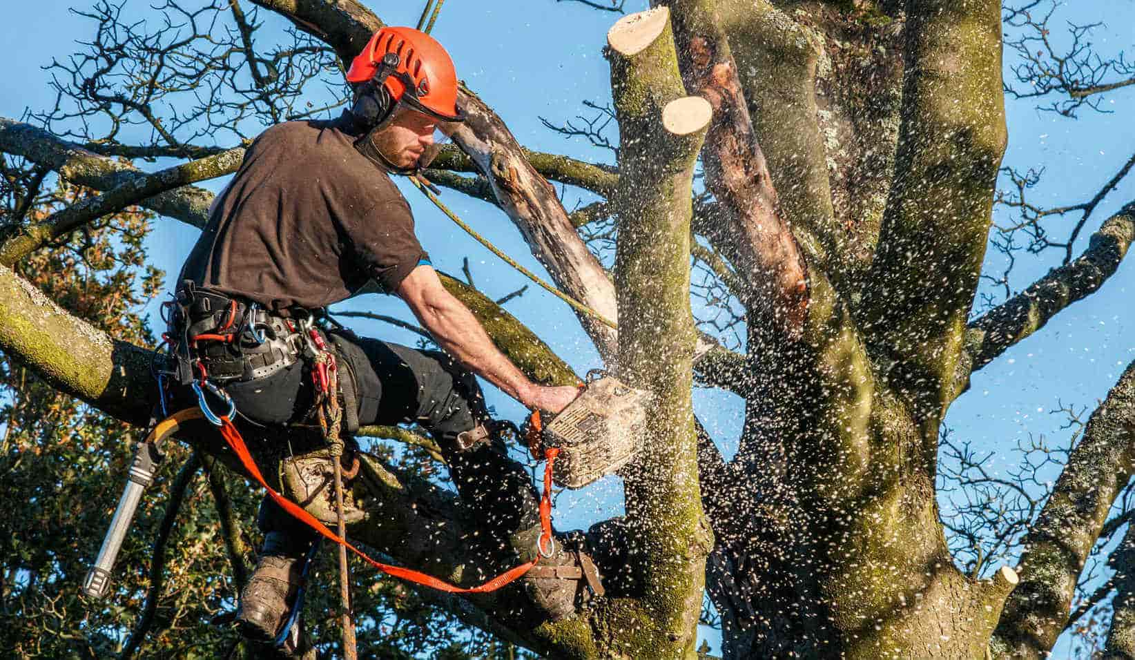 Hiring a Tree Cutting Company